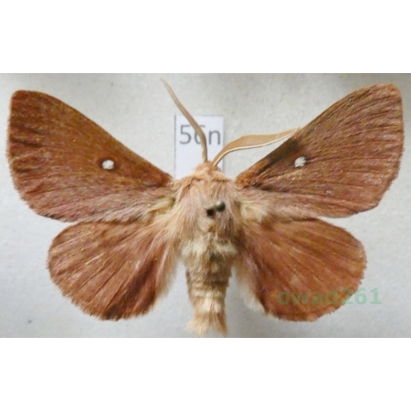 Lasiocampa trifolii (Denis & Schiffermüller, 1775) male Barczatka koniczynówka Poland56n